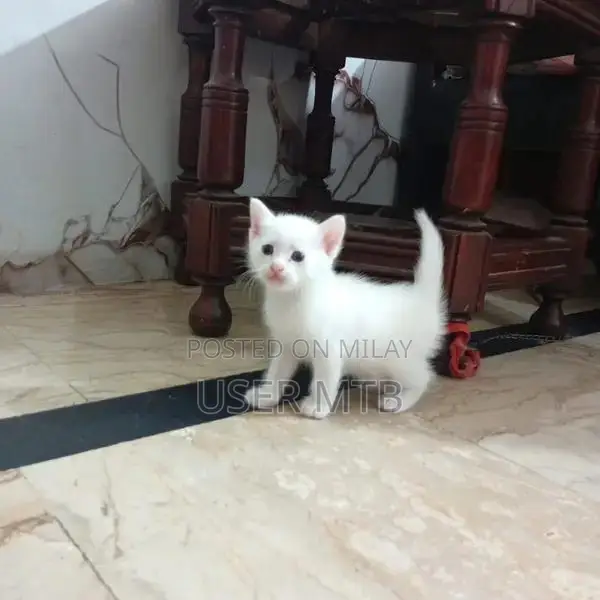 Purebred Persian Kittens - Adorable Healthy Companions