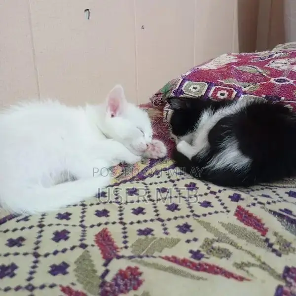 Purebred Persian Kittens - Adorable Healthy Companions