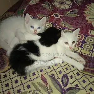 Purebred Persian Kittens - Adorable Healthy Companions