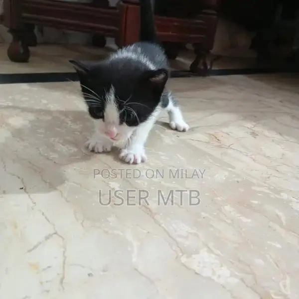 Purebred Persian Kittens - Adorable Healthy Companions