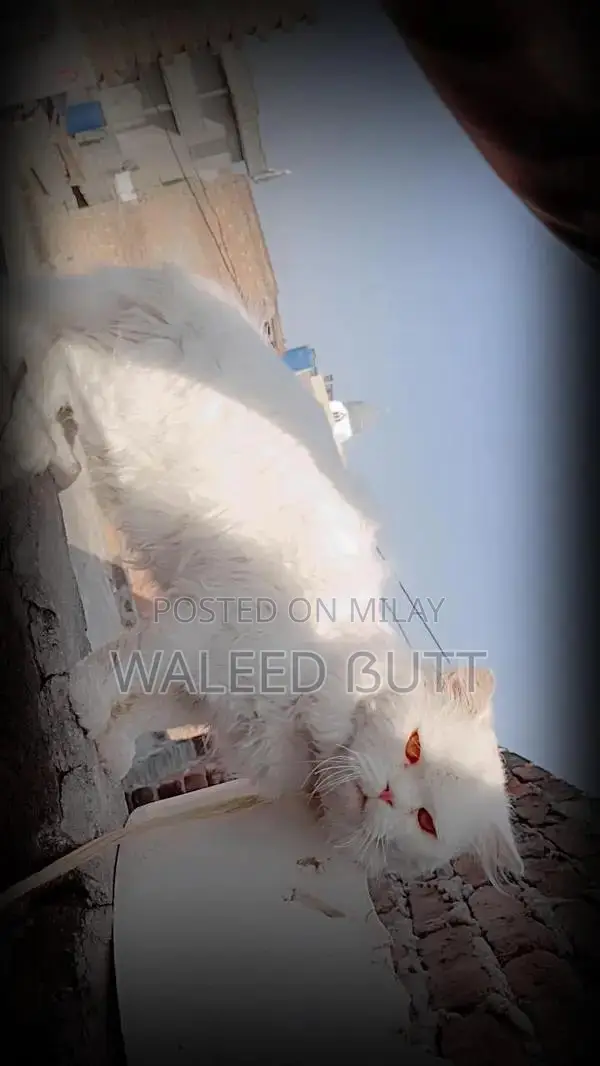 White Persian Male Cat - Full Breed, Young Adult