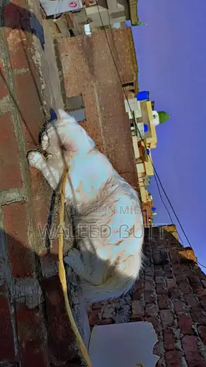 White Persian Male Cat - Full Breed, Young Adult