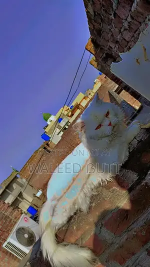 White Persian Male Cat - Full Breed, Young Adult