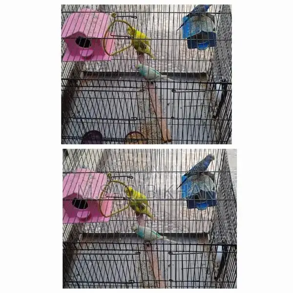 Pair of Budgie Parrots with Cage - Breeding Pair