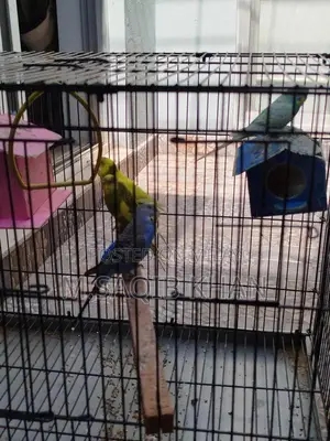 Pair of Budgie Parrots with Cage - Breeding Pair