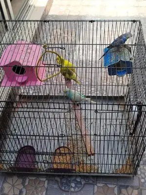 Pair of Budgie Parrots with Cage - Breeding Pair