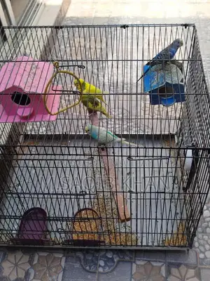 Pair of Budgie Parrots with Cage - Breeding Pair