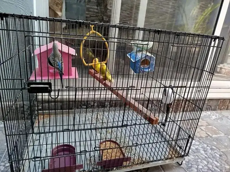 Pair of Budgie Parrots with Cage - Breeding Pair