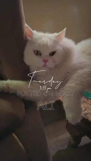Photo - White Persian Male Cat - Young Adult Companion