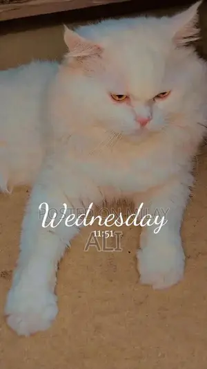 White Persian Male Cat - Young Adult Companion
