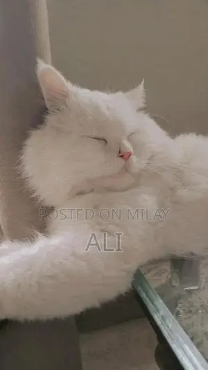 White Persian Male Cat - Young Adult Companion