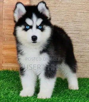 Photo - Purebred Husky Puppies - Male and Female Available