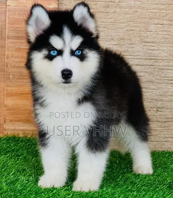 Purebred Husky Puppies - Male and Female Available