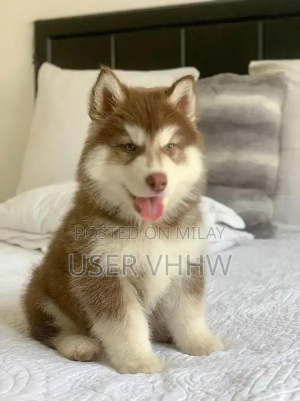 Purebred Husky Puppies - Male and Female Available