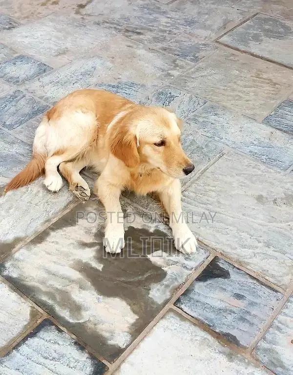 Golden Retriever Female Puppy - Healthy and Active Companion