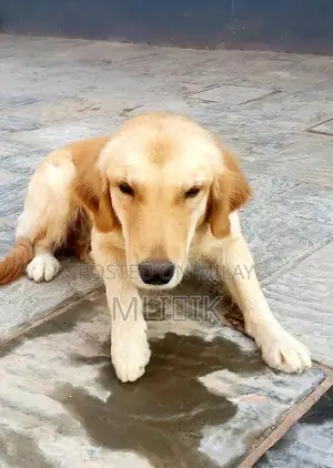 Golden Retriever Female Puppy - Healthy and Active Companion