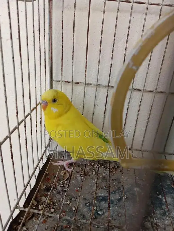 Yellow Australian Budgie Breeding Pair - Young, Healthy Companion Bird