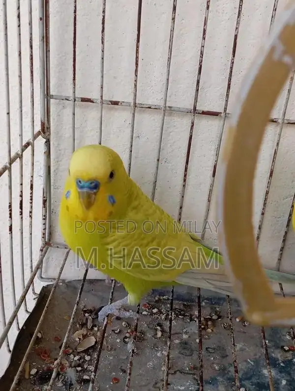 Yellow Australian Budgie Breeding Pair - Young, Healthy Companion Bird