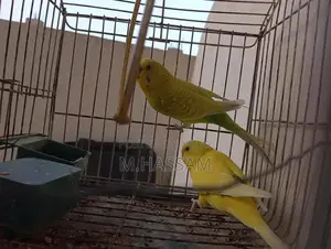 Yellow Australian Budgie Breeding Pair - Young, Healthy Companion Bird