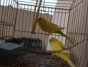 Yellow Australian Budgie Breeding Pair - Young, Healthy Companion Bird