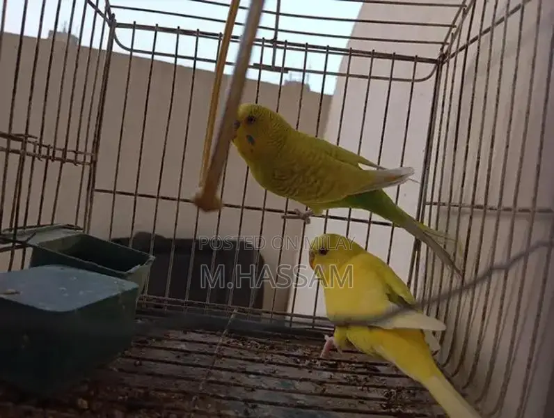 Yellow Australian Budgie Breeding Pair - Young, Healthy Companion Bird