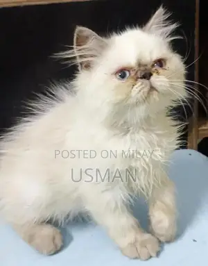 Photo - Persian Himalayan Kitten - Blue Eyes, Tri-Coat, Litter Trained