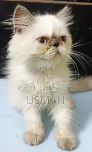 Persian Himalayan Kitten - Blue Eyes, Tri-Coat, Litter Trained