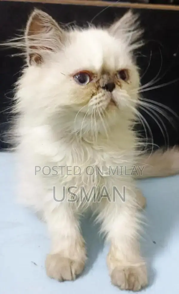 Persian Himalayan Kitten - Blue Eyes, Tri-Coat, Litter Trained