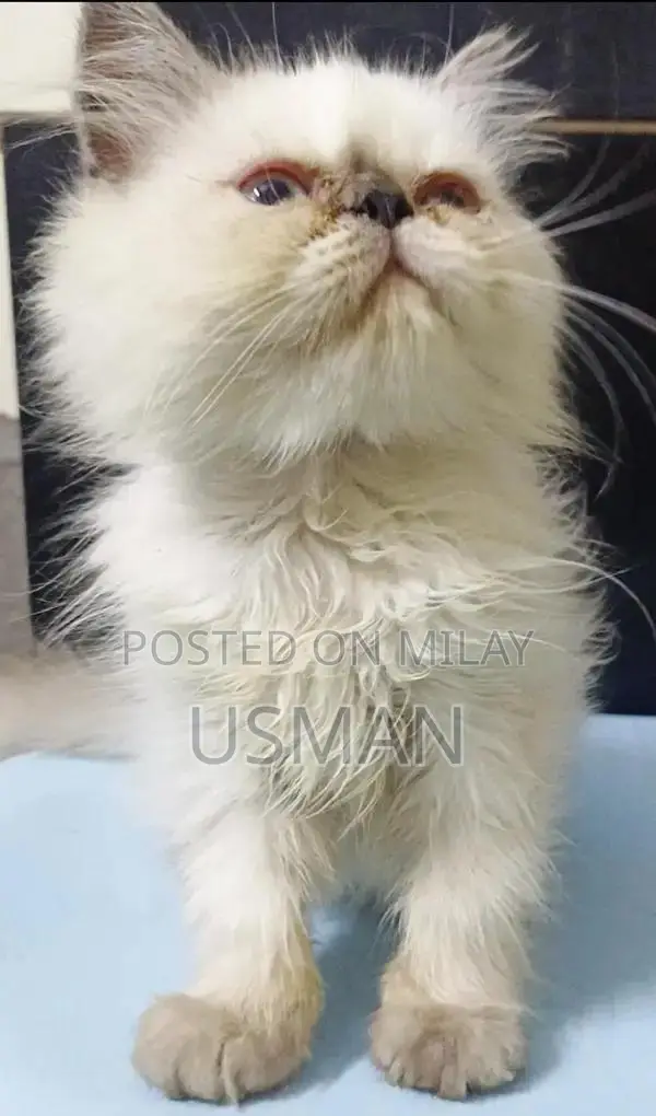 Persian Himalayan Kitten - Blue Eyes, Tri-Coat, Litter Trained