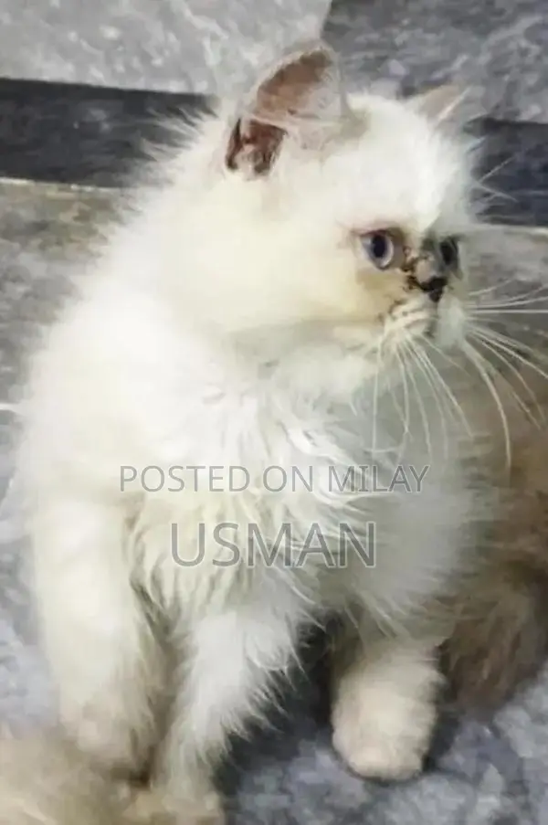 Persian Himalayan Kitten - Blue Eyes, Tri-Coat, Litter Trained