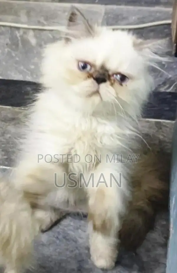 Persian Himalayan Kitten - Blue Eyes, Tri-Coat, Litter Trained