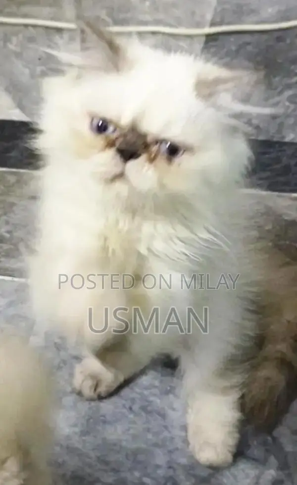 Persian Himalayan Kitten - Blue Eyes, Tri-Coat, Litter Trained