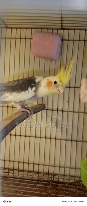 Fertile Cockatiel Breeding Pair with Two Eggs