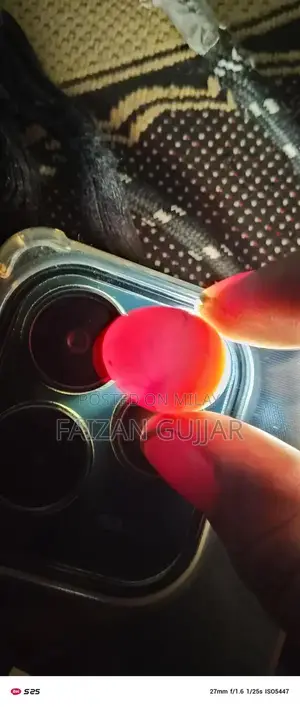 Fertile Cockatiel Breeding Pair with Two Eggs