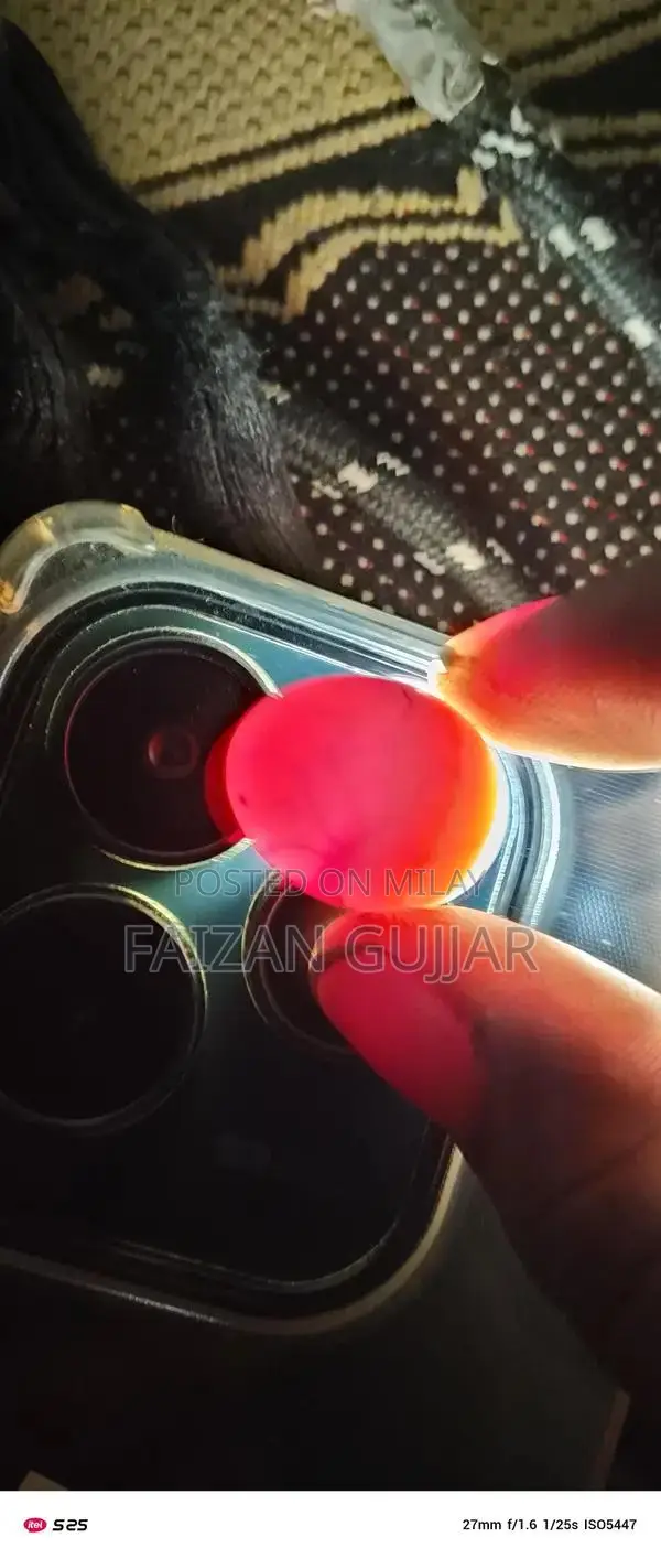 Fertile Cockatiel Breeding Pair with Two Eggs