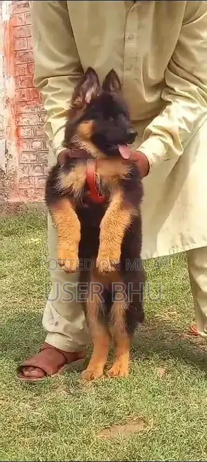 Photo - German Shepherd Long Coat Puppies - Quality Family Companion