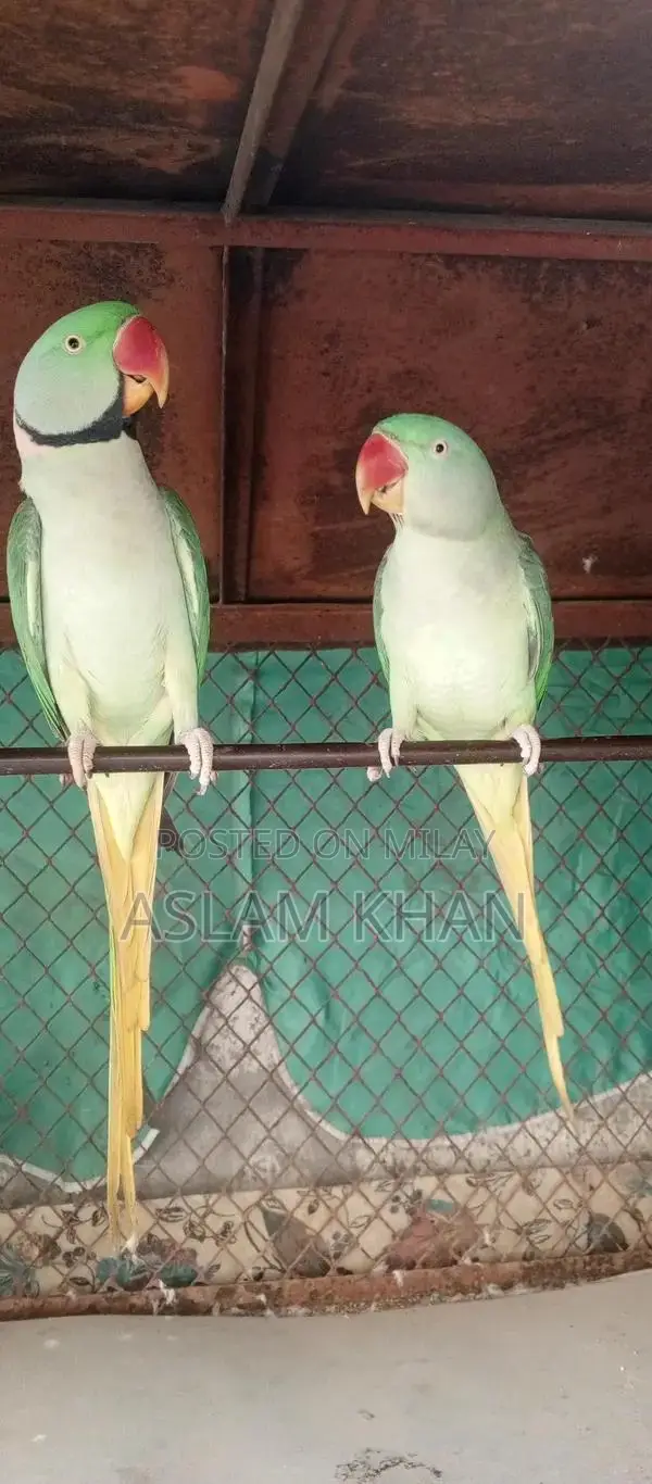 Authentic Kashmiri Handwoven Wool Shawl Wrap Pashmina Soft Warm Elegan