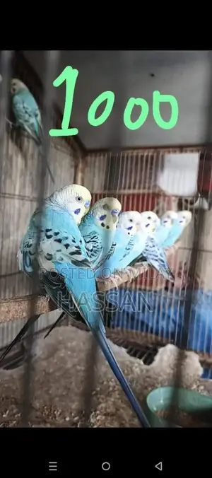 Photo - Australian Breeding Pair of Birds