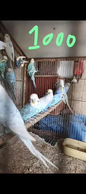 Australian Breeding Pair of Birds