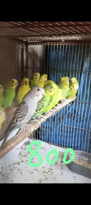 Australian Breeding Pair of Birds
