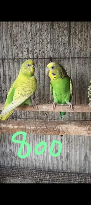 Australian Breeding Pair of Birds