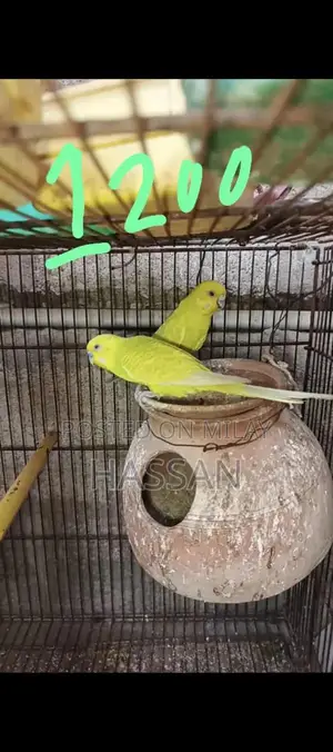 Australian Breeding Pair of Birds