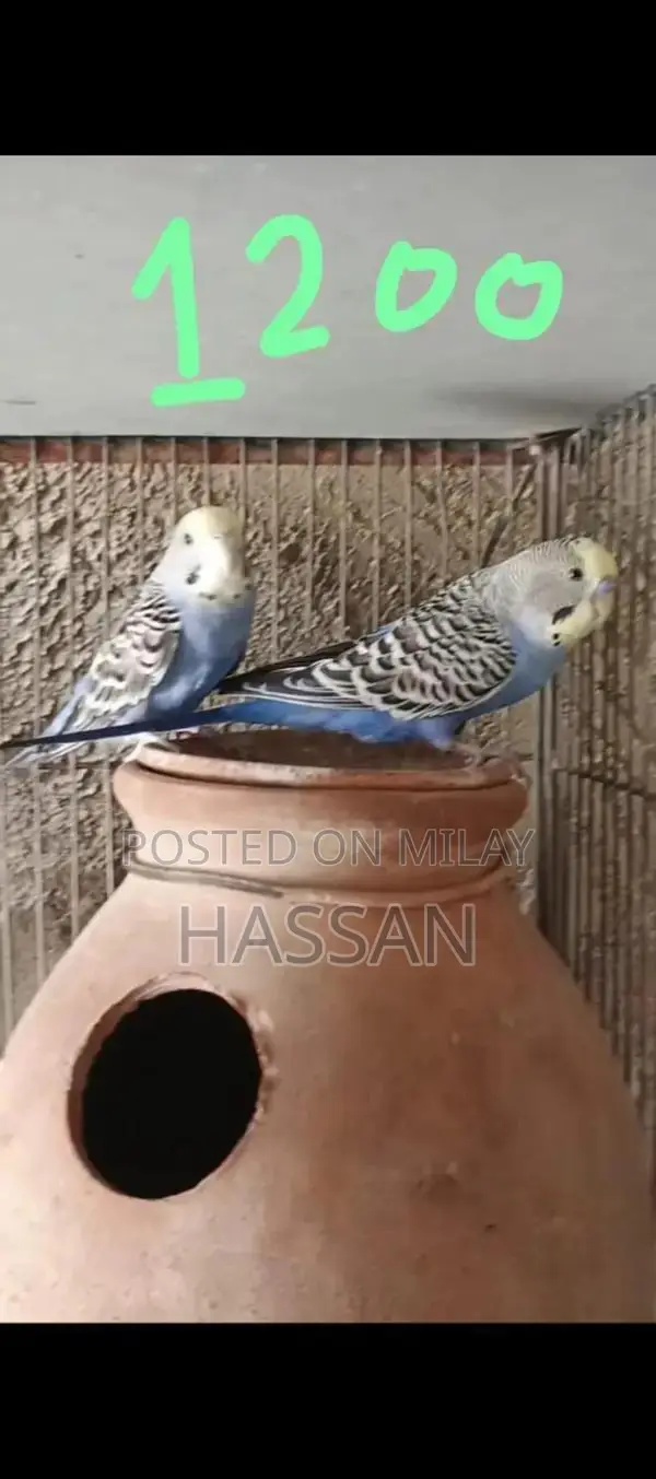 Australian Breeding Pair of Birds