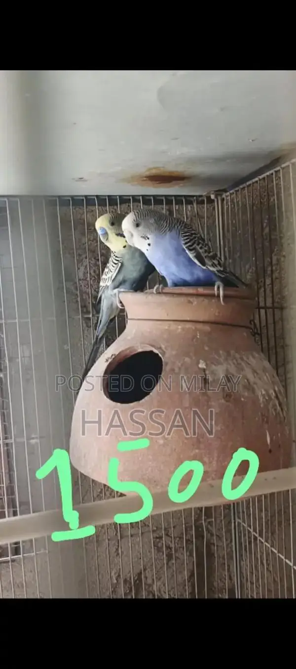 Australian Breeding Pair of Birds