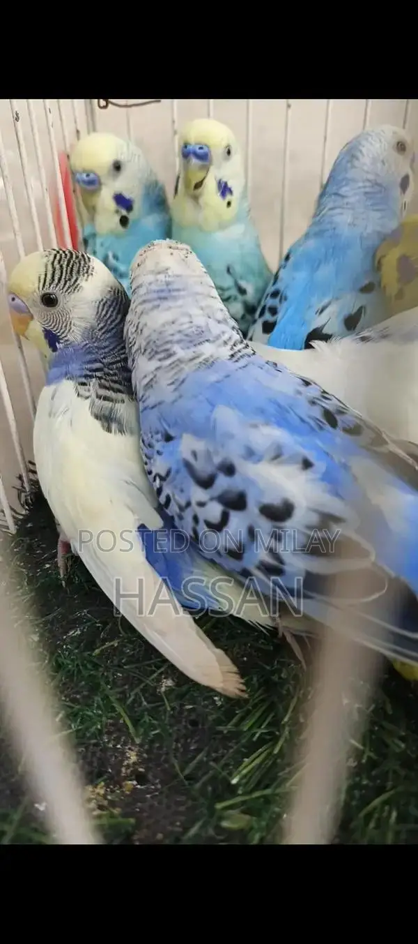 Australian Breeding Pair of Birds