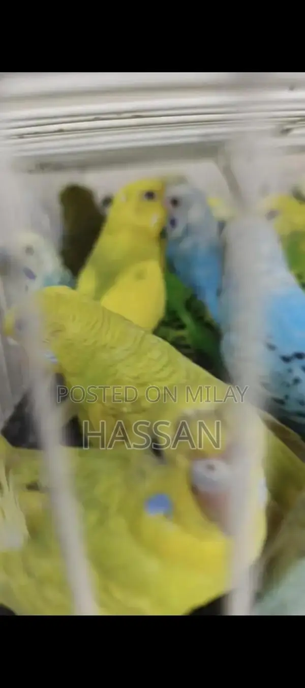 Australian Breeding Pair of Birds