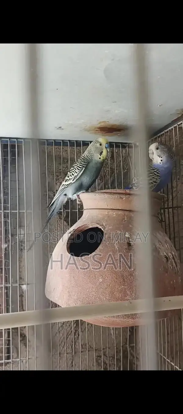 Australian Breeding Pair of Birds