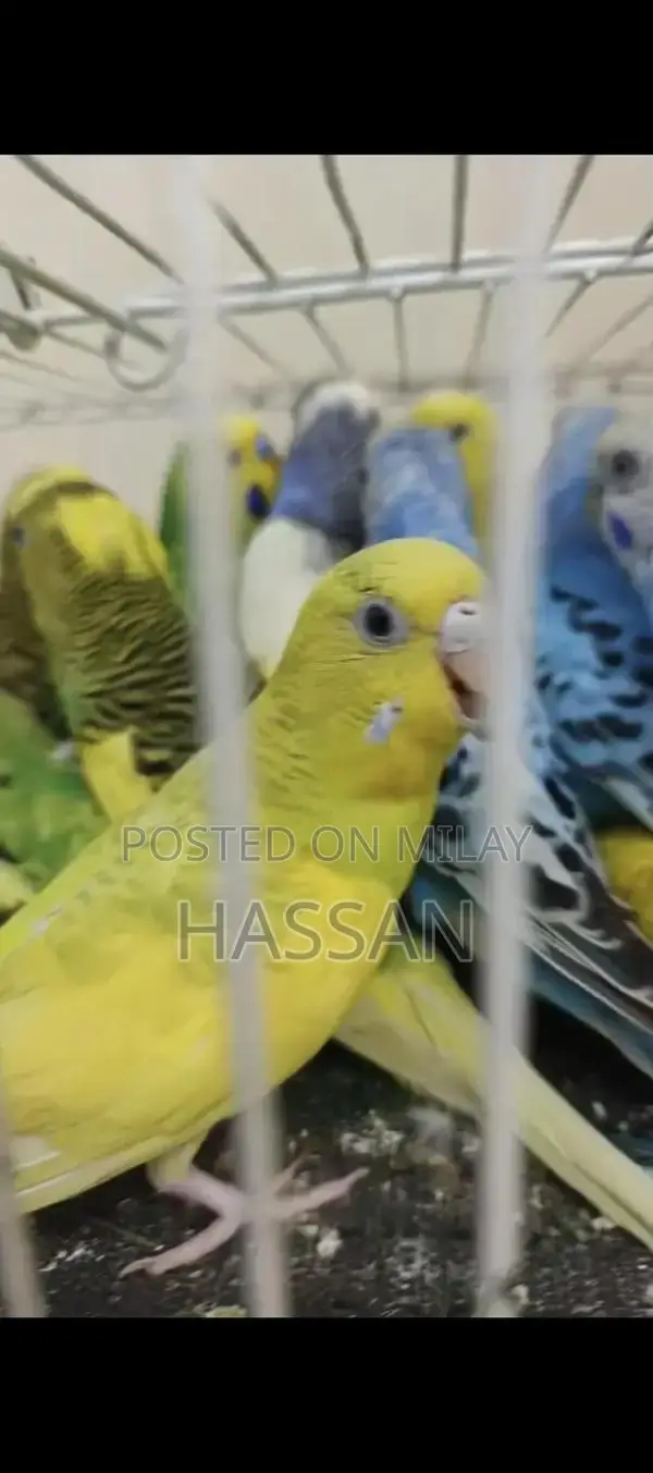 Australian Breeding Pair of Birds