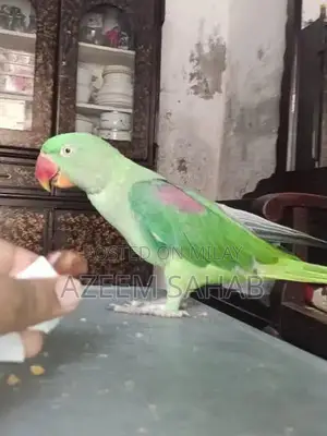 Photo - Pahari Raw Smoking Product