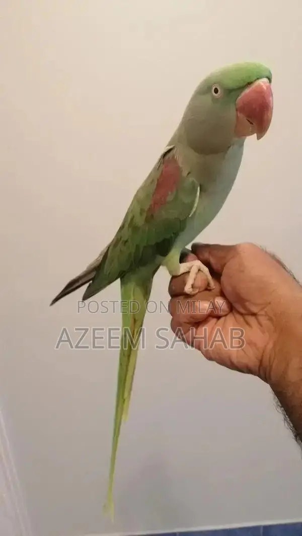 Pahari Raw Smoking Product